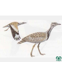 گونه هوبره Macqueenii Bustard